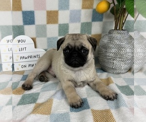 Pug Puppy for Sale in FRANKLIN, Indiana USA