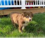 Small Photo #10 Australian Shepherd-Unknown Mix Puppy For Sale in JEROMESVILLE, OH, USA