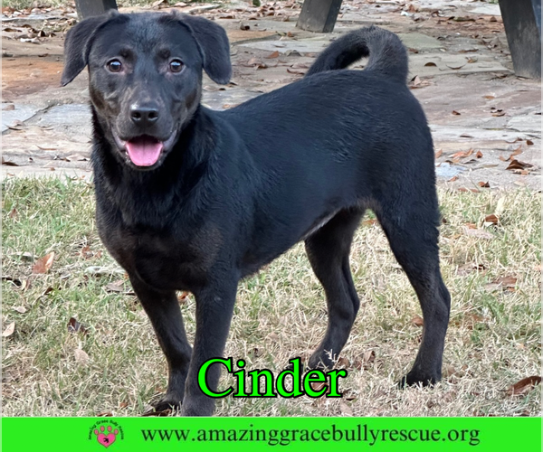 Medium Photo #3 Labrador Retriever-Unknown Mix Puppy For Sale in Milton, FL, USA