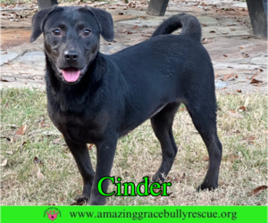 Cinder - Female Labrador Retriever-Unknown Mix Dog for Adoption - Photo #3