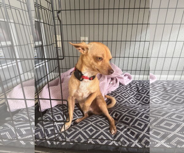 Medium Photo #13 Chihuahua Puppy For Sale in Valrico, FL, USA