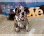 Image preview for Ad Listing. Nickname: neras brindle f