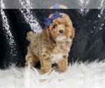 Small Photo #60 Poodle (Toy) Puppy For Sale in WARSAW, IN, USA