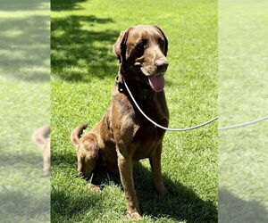 Labrador Retriever Dogs for adoption in Ogden, UT, USA