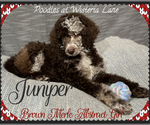 Small Photo #2 Poodle (Standard) Puppy For Sale in COMMERCE, GA, USA