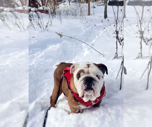 Medium Photo #1 Bulldog Puppy For Sale in Brights Grove, Ontario, Canada