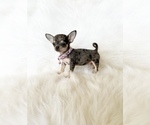 Small #4 Chihuahua