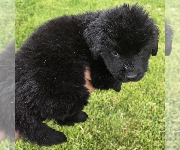 Medium Photo #4 Newfoundland Puppy For Sale in NEW HOLLAND, PA, USA