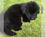 Small #3 Newfoundland