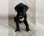 Small #4 Boxer