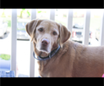 Small Photo #2 Labrador Retriever Puppy For Sale in CHARLESTON, WV, USA