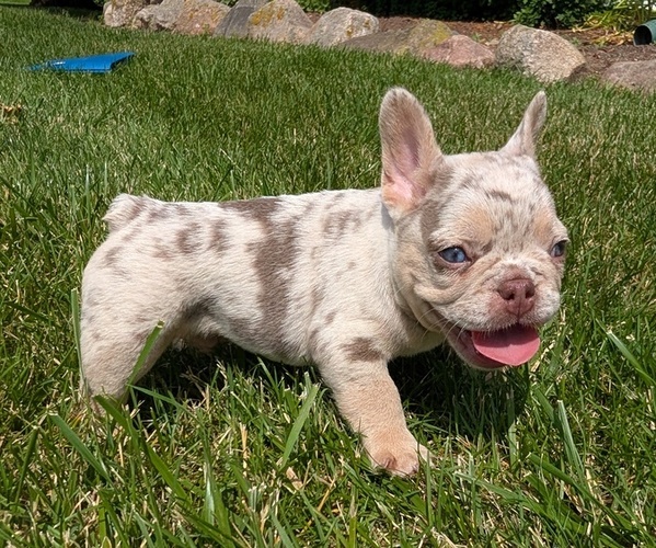 Medium Photo #31 French Bulldog Puppy For Sale in GOSHEN, IN, USA