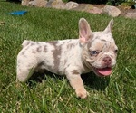 Small Photo #31 French Bulldog Puppy For Sale in GOSHEN, IN, USA