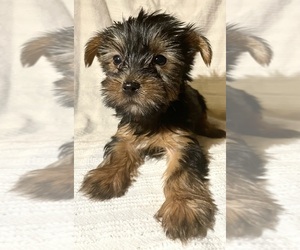 Yorkshire Terrier Puppy for sale in ALTA, CA, USA