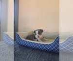 Small Photo #3 French Bulldog Puppy For Sale in BREMEN, IN, USA