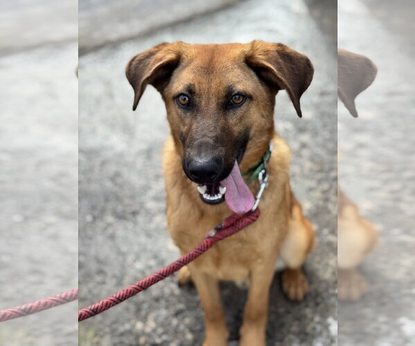 Medium Photo #2 Mutt Puppy For Sale in Hinton, WV, USA