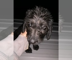 Small Photo #7 Labradoodle Puppy For Sale in BUXTON, ND, USA