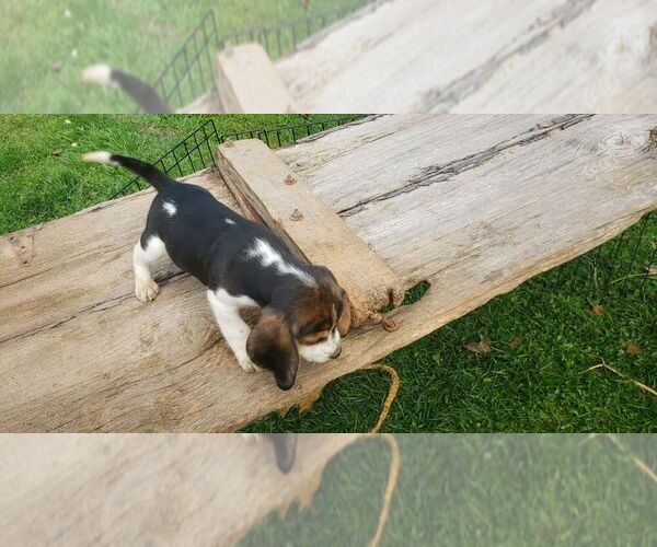 Medium Photo #2 Beagle Puppy For Sale in PLATTEVILLE, WI, USA