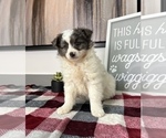 Small Photo #7 Australian Shepherd-Pomeranian Mix Puppy For Sale in FRANKLIN, IN, USA