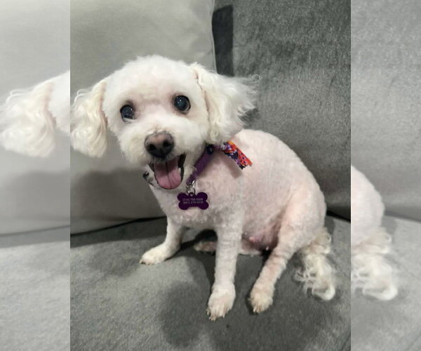 Medium Photo #1 Poochon Puppy For Sale in Corona, CA, USA