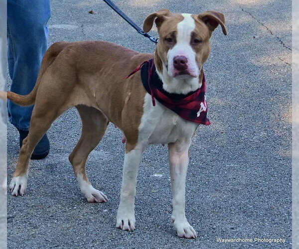 Medium Photo #4 American Staffordshire Terrier Puppy For Sale in Ocala, FL, USA