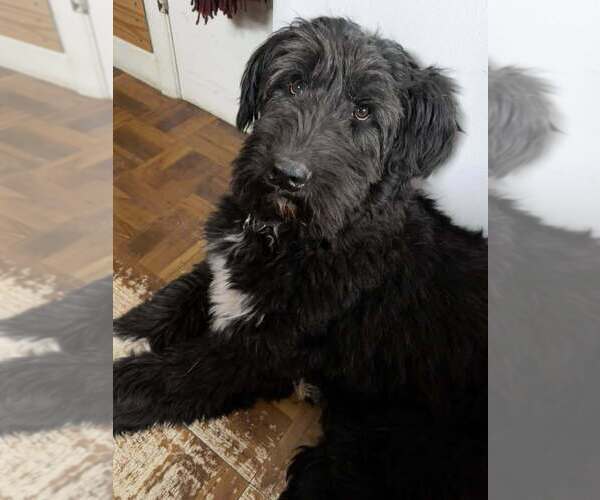 Medium Photo #14 Mutt Puppy For Sale in New York, NY, USA