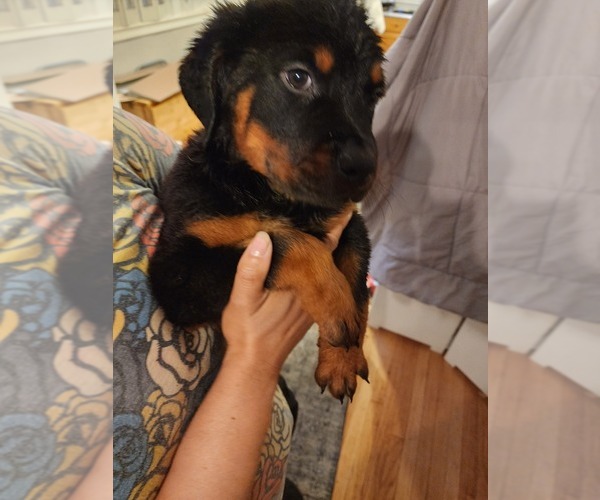 Medium Photo #15 Rottweiler Puppy For Sale in RACINE, WI, USA