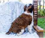 Small #3 Saint Bernard