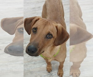 Professor Red - Male Labrador Retriever-Unknown Mix Dog for Adoption - Photo #11