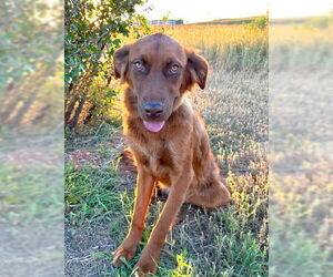 June Carter - Female Golden Shepherd Dog for Adoption - Photo #32