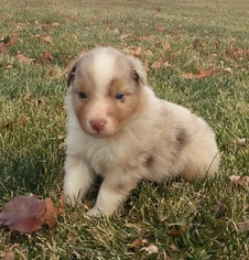 Australian Shepherd Puppy for sale in ROBERTS, IL, USA