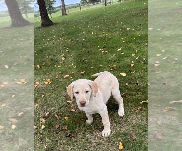 Medium Photo #8 Labrador Retriever Puppy For Sale in FREDERICKSBG, OH, USA