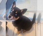 Puppy 1 Pomsky