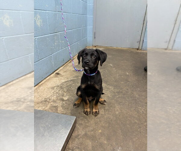 Medium Photo #1 Mutt Puppy For Sale in Evansville, IN, USA