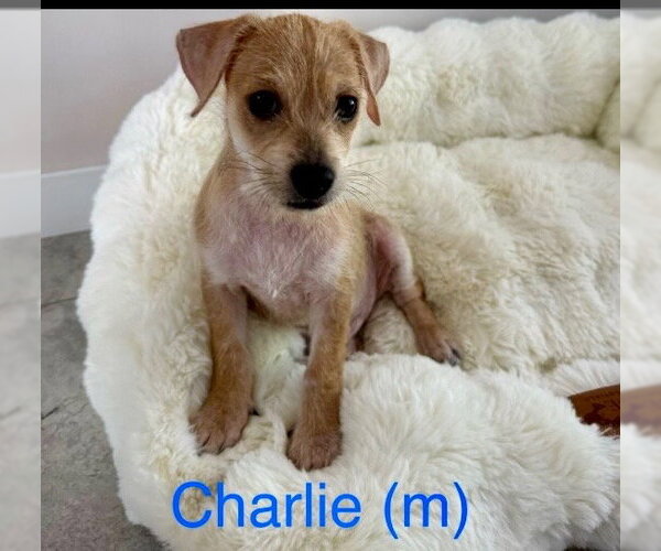 Medium Photo #1 Chihuahua-Unknown Mix Puppy For Sale in Jefferson, NJ, USA