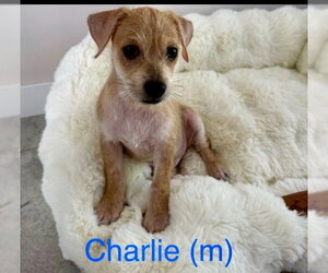 Chihuahua-Unknown Mix Dogs for adoption in Jefferson, NJ, USA