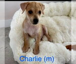Small Chihuahua Mix