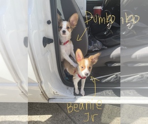 Papillon Puppy for sale in LOS ANGELES, CA, USA