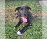 Small #3 Labrador Retriever Mix