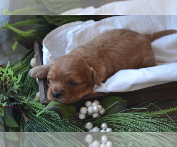 Medium Photo #16 Cavapoo (Miniature) Puppy For Sale in GREENWOOD, WI, USA