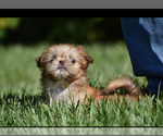 Small #3 Shih Tzu