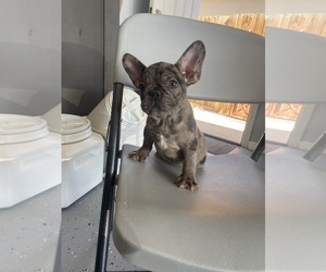 French Bulldog Dog for Adoption in BAKERSFIELD, California USA