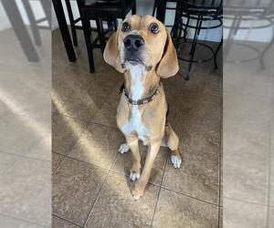 Labrador Retriever-Treeing Walker Coonhound Mix Dogs for adoption in Ogden, UT, USA