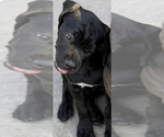 Small #6 Cane Corso
