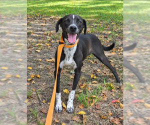Mutt Dogs for adoption in Cranston, RI, USA