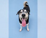 Small #1 Anatolian Shepherd Mix
