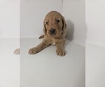 Puppy Blue Collar Golden Retriever