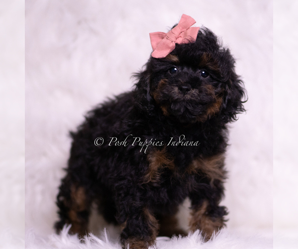 Medium Photo #4 Poodle (Toy) Puppy For Sale in WARSAW, IN, USA