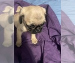 Small #8 Pug