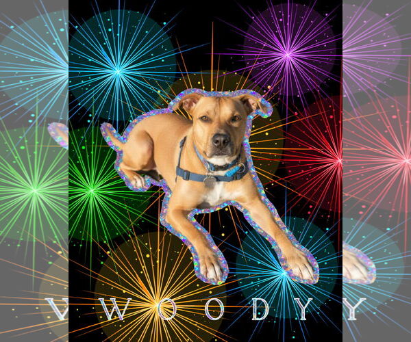 Medium Photo #6 American Pit Bull Terrier-Rhodesian Ridgeback Mix Puppy For Sale in Spotsylvania, VA, USA